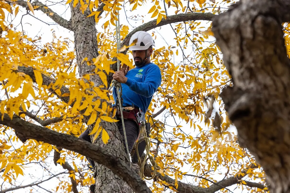 Skilled Tree Planing crew working in Kewanna